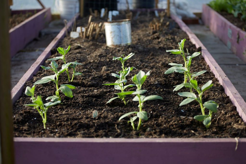 Hochbeet im Spätsommer richtig anlegen und bepflanzen