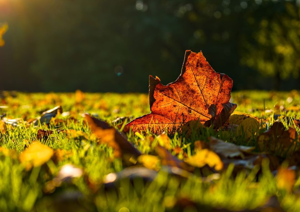 Herbstpflege im Garten: Rasen und Pflanzen optimal vorbereiten
