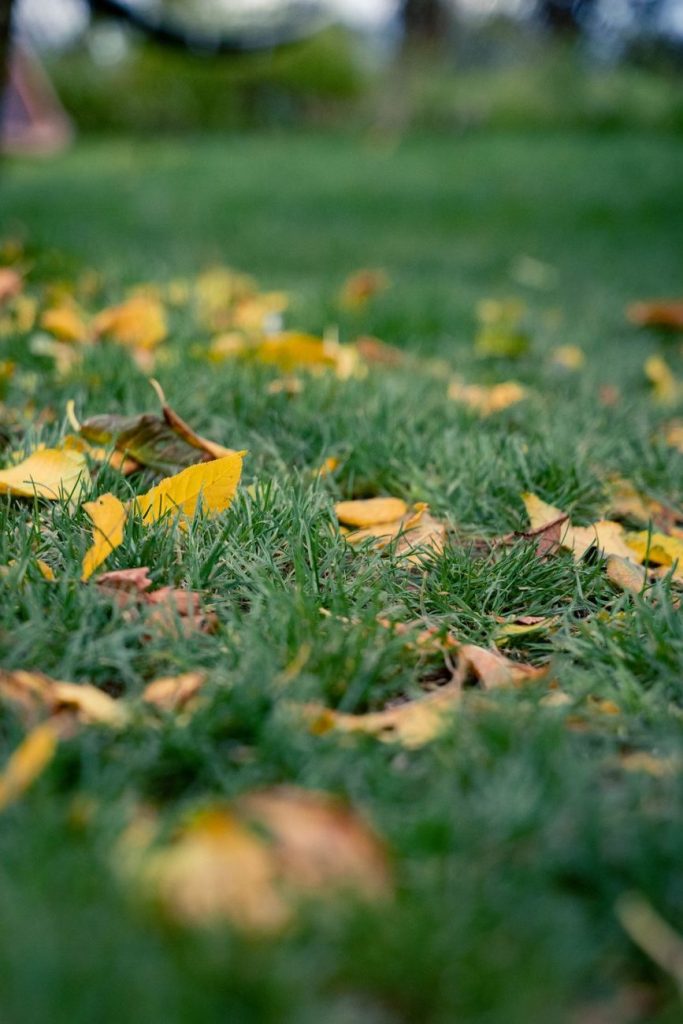 Rasenpflege im September: So bleibt dein Garten vital