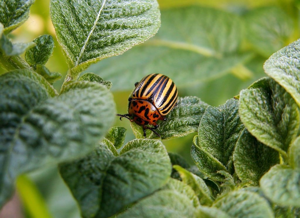 Rainfarn: Effektives Hausmittel gegen Garten-Schädlinge