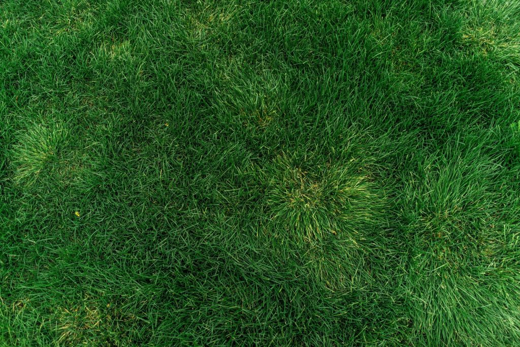 Herbstzeit: Rasen aussäen für einen perfekten Garten